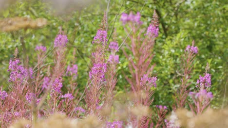 close-up view of bees visiting vibrant purple wildflowers in a lush highland meadow, with gentle camera movement and soft natural daylight