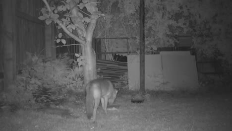 un zorro entra en escena en un jardín urbano