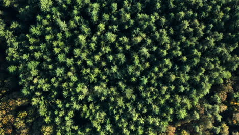 bird's eye view of coniferous forest at soesterduinen nature reserve in the netherlands - aerial drone shot