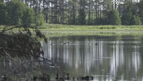 Observe-the-vibrant-gathering-of-water-birds,-including-coots-and-ducks,-as-they-congregate-in-groups,-creating-a-lively-scene-in-this-captivating-stock-footage