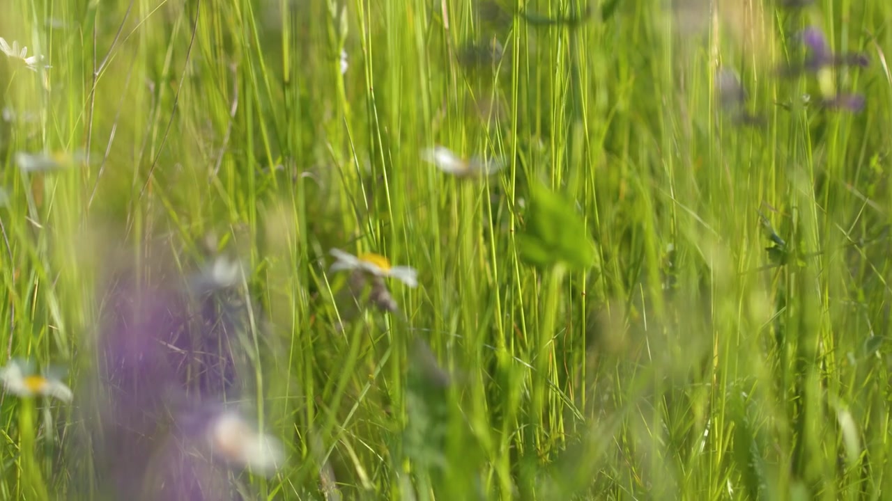 Primo piano di fiori selvatici in fiore ed erba verde alta in un prato soleggiato