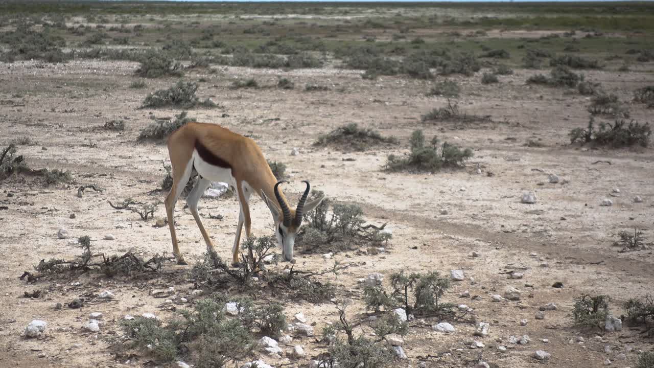 건조하고 울퉁불퉁한 땅을 걷고 카메라를 보고 멈추는 아프리카 영양의 움직이는 장면
