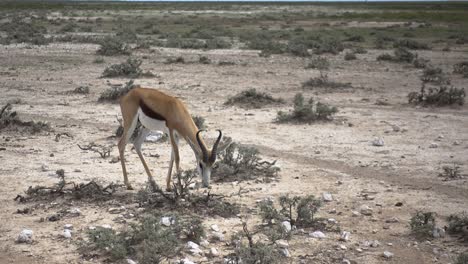 Moving-Shot-of-African-Antelope-Walking-on-Dry,-Rugged-Land,-Looking-in-Camera-and-Stops