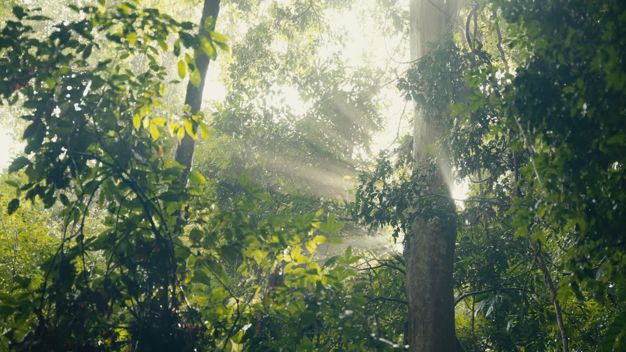 숲 속 의 나무 들 을 통해 빛나는 빛
