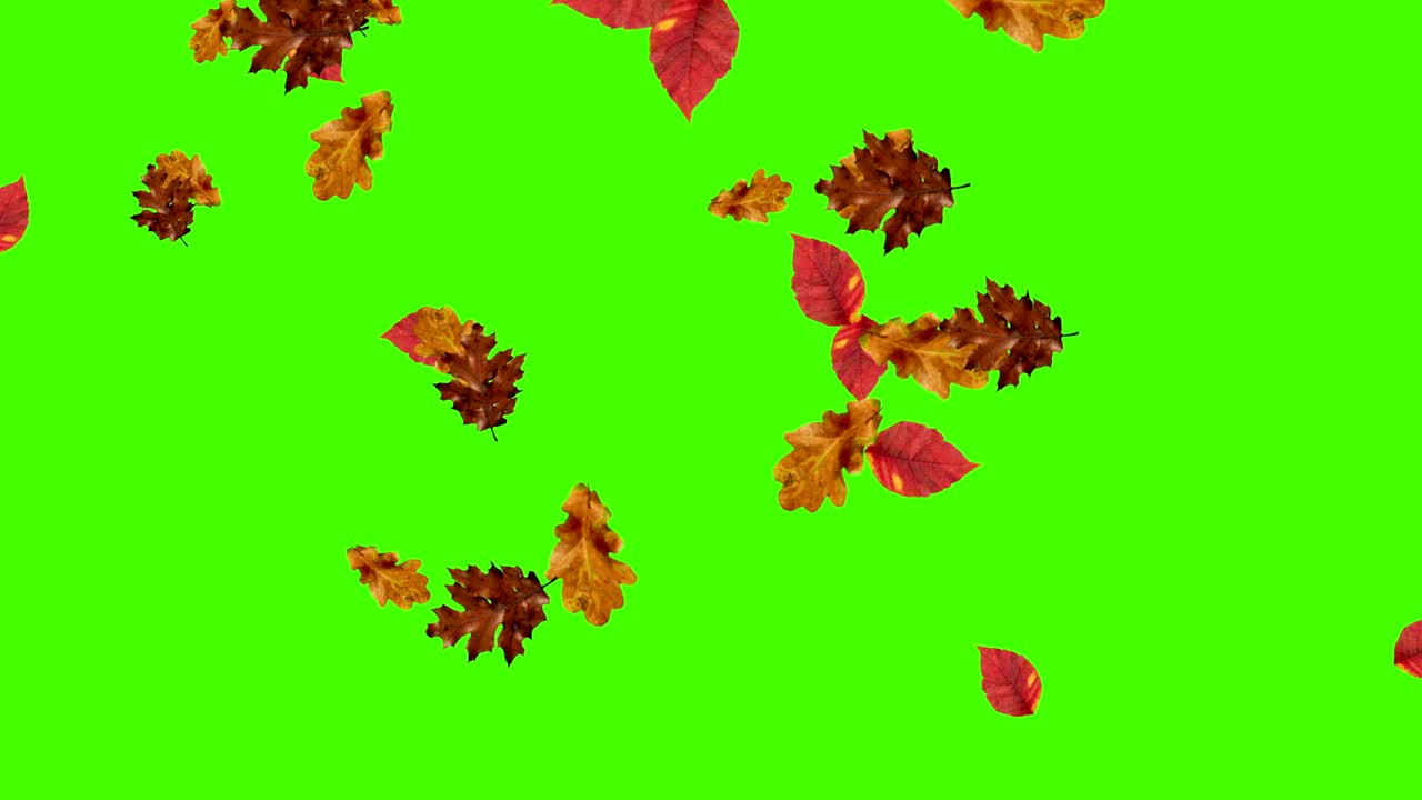 Loop di foglie autunnali che cadono, green screen chroma key