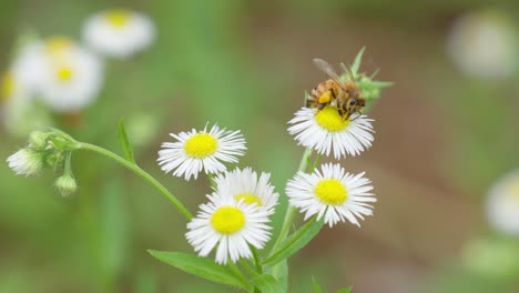 Abeja-De-Miel-Con-Polen-En-Las-Piernas-En-Un-Arbusto-De-Margarita-Blanca