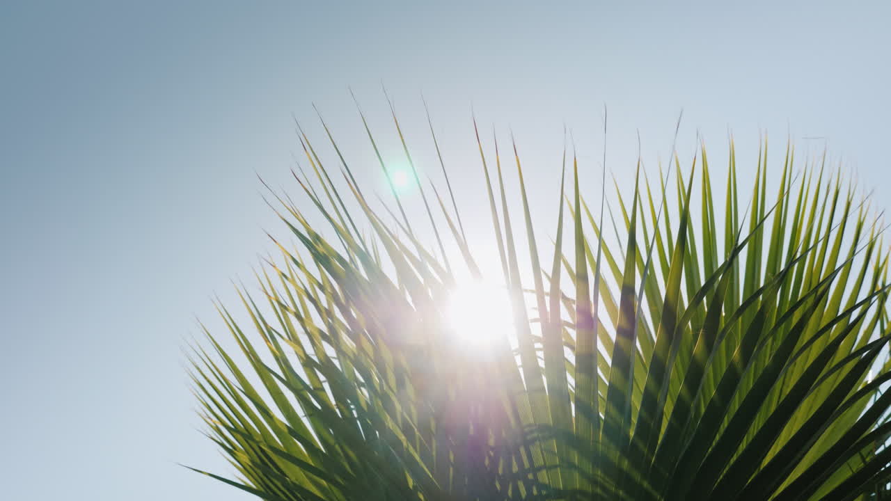 태양 광선은 푸른 하늘 4k 비디오를 배경으로 여러 손바닥의 가지를 통해 아름답게 빛납니다.