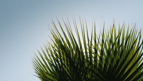 los rayos del sol brillan bellamente a través de las ramas de varias palmeras contra el cielo azul 4k video