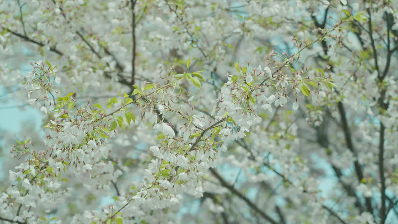 Cherry blossoms in full bloom in Hamilton, Canada, highlighting fresh spring beauty