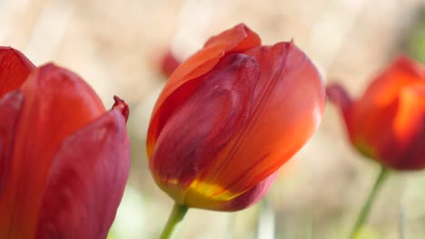 cultivated tulipa gesneriana flower shallow dof  4k