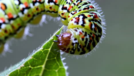 caterpillar on a leaf