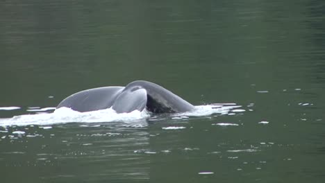 tail fluke of a humpback whale diving in alaska