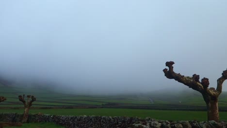 trees on the road in terceira island, azores surrounded by beautiful green landscape on a very foggy day