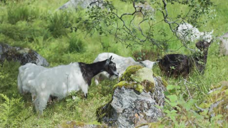 Un-Rebaño-De-Cabras-Pastando-En-Los-Exuberantes-Pastos-Verdes