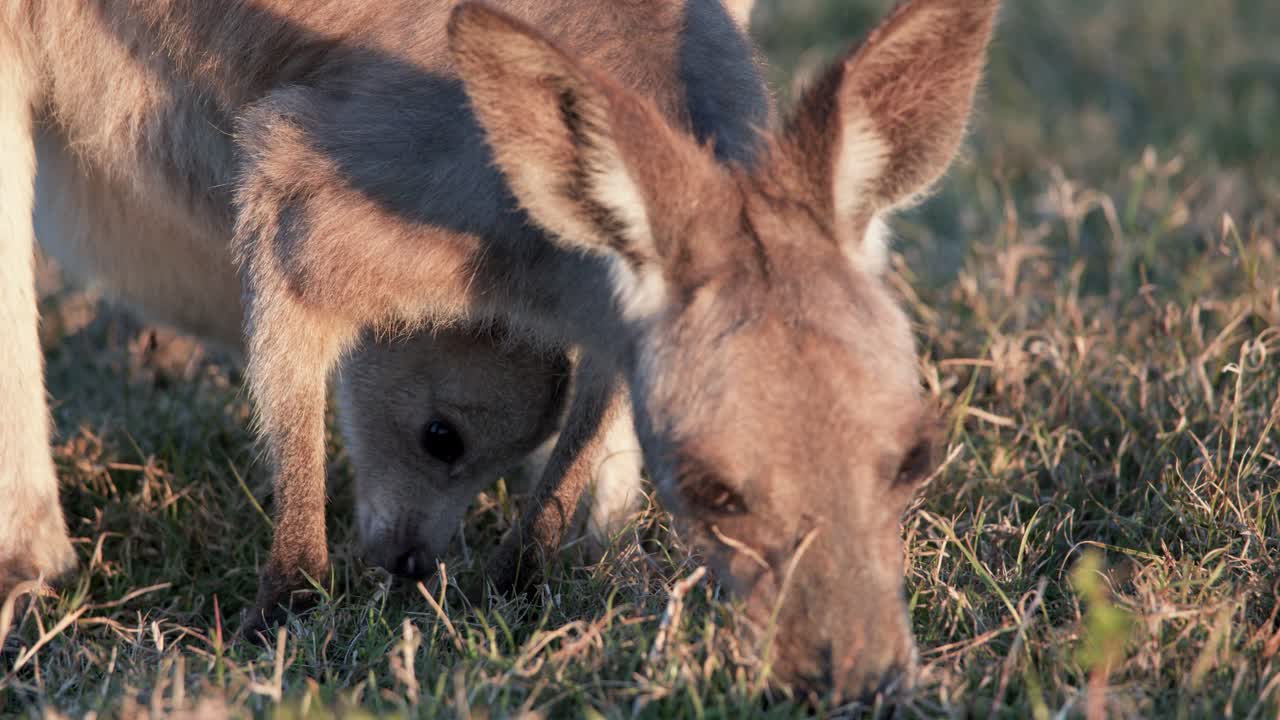 A kangaroo joey eats grass next to its mother in warm sunset light on a grassy field in Gold Coast, Australia. Close-up, steady camera