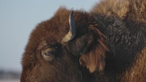 Bisonte-Sobreviviendo-Al-Duro-Invierno-En-Cámara-Súper-Lenta