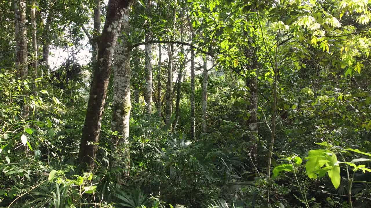 새벽 동안 깨끗한 숲에서 드론 캡처