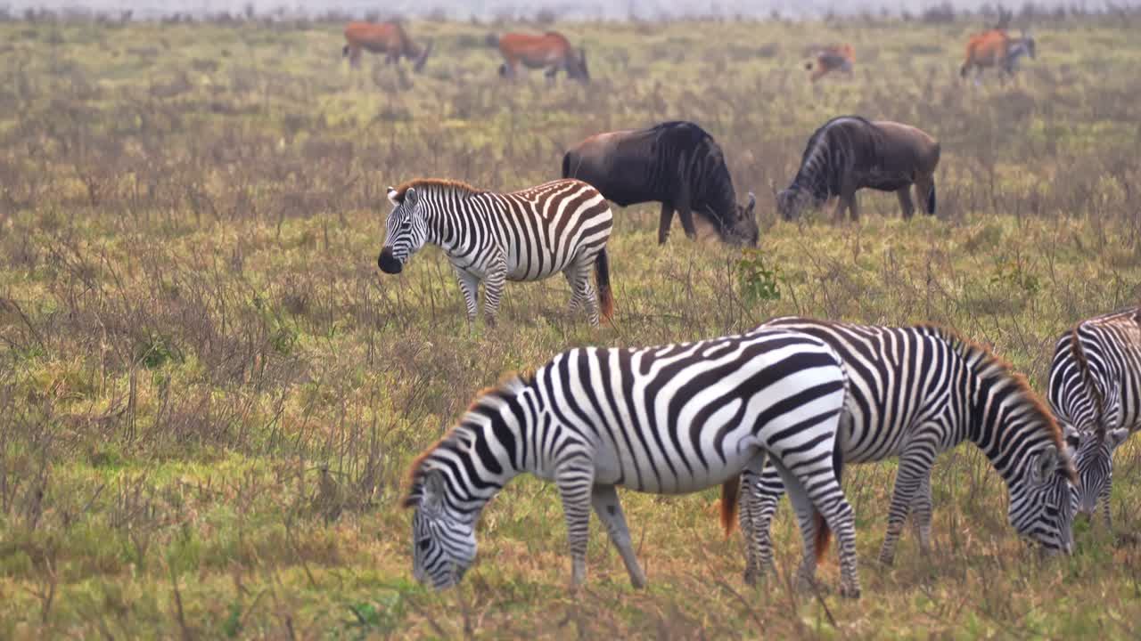 Centinaia di zebre, gnu e antilopi alcine giganti pascolano insieme, tutti in un'unica inquadratura, attraverso le vaste pianure della savana del Cratere di Ngorongoro, Tanzania, catturando un comportamento del branco integrato ma pacifico.