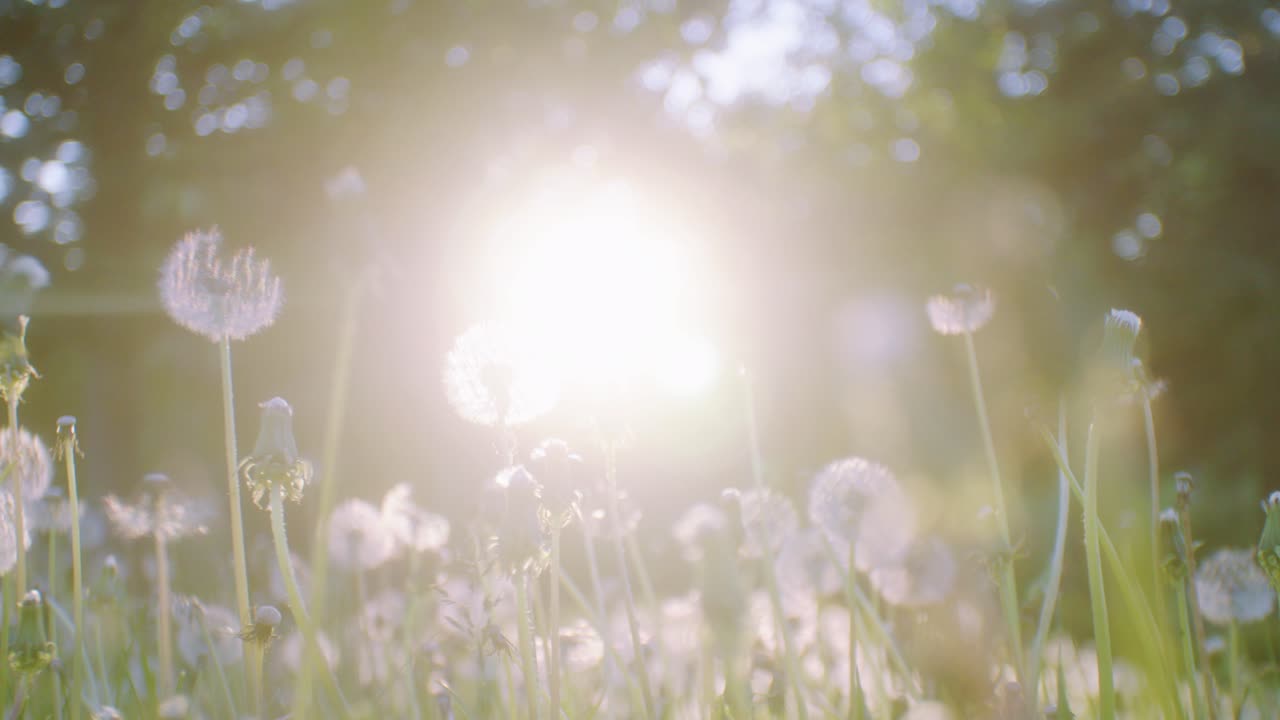 공원에서 햇살이 있는 민들레