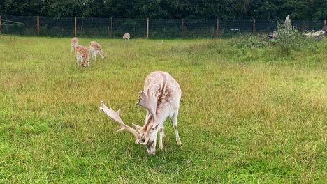 Ein-Damhirsch-Mit-Großem-Geweih,-Der-Gras-In-Einem-Großen-Eingezäunten-Gelände-Frisst,-Umgeben-Von-Anderen-Kleineren-Hirschen