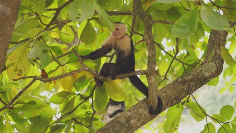 white-headed capuchin monkey sitting in tree