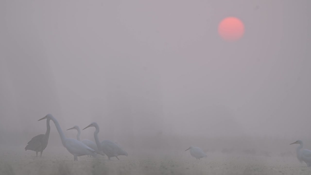 일출에 낚시하는 중대 백로 무리