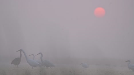 bandada de grandes garcetas pescando al amanecer