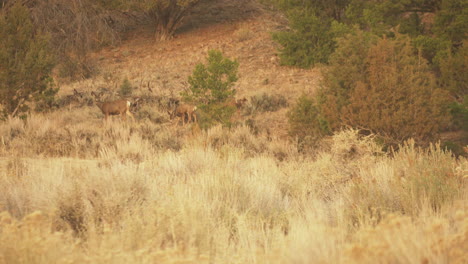 a family of deer searches for food among tall grasses