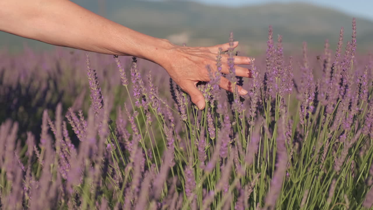 mujer mujer manos tocando lavanda en valensole provence en verano