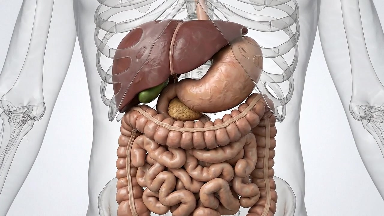 Human upper torso displaying liver stomach and intestines beneath skin