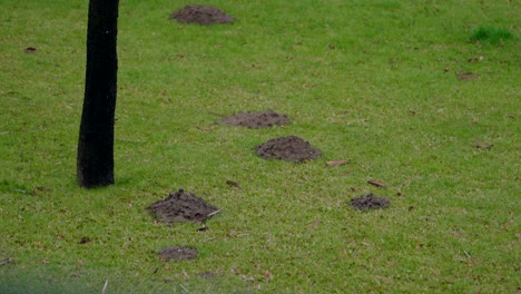 mole hills in green grass near a tree trunk in an outdoor setting