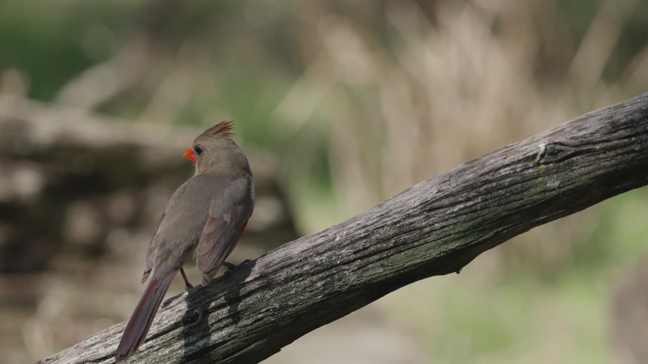 Female Northern Cardinal perching on a branch and hopping away - cardinalis cardinalis