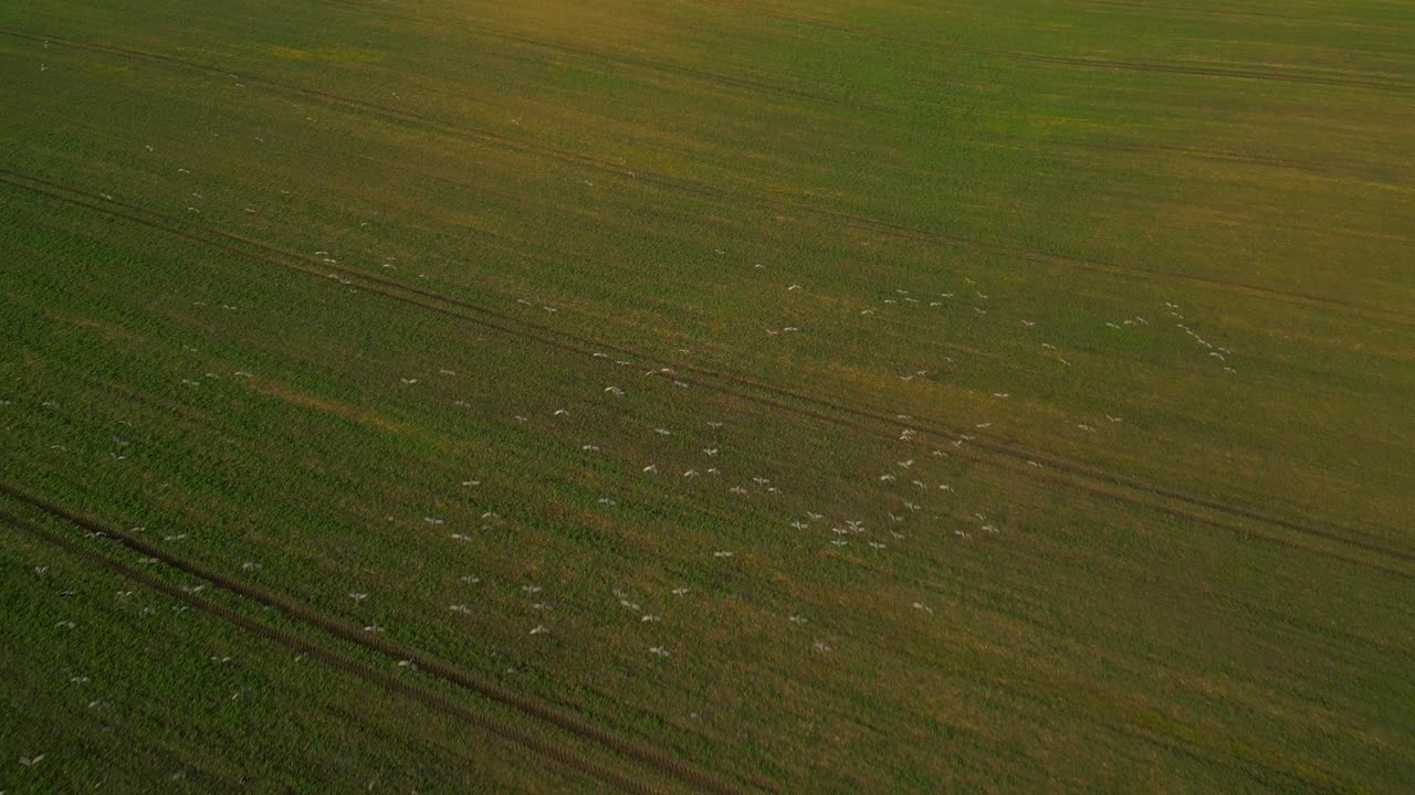 Birds fly over a vast green field in a peaceful rural landscape captured from above