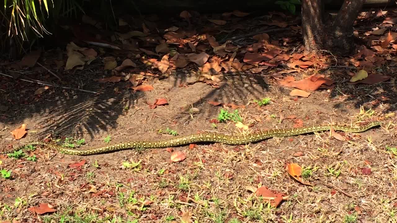 pitón alfombra australiana juvenil bellamente marcada moviéndose a través de hojas secas en un patio trasero suburbano de queensland