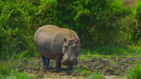 wild hippo in its natural habitat, a muddy swamp in africa