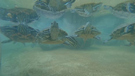 Small-sea-turtle-with-his-family-swimming-underwater,-wide-shot-4k