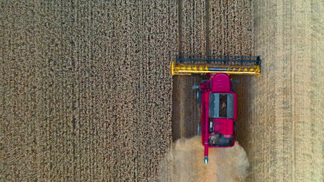 modern agricultural equipment. pink combine harvester working on field during seasonal works. machinery gathering ripe crop in farmland. top view.