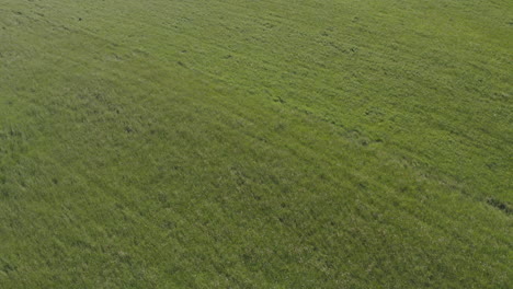 aerial view of a green meadow