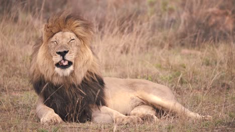leeuw met grote donkere manen liggend in winderige afrikaanse savanne en geeuwen