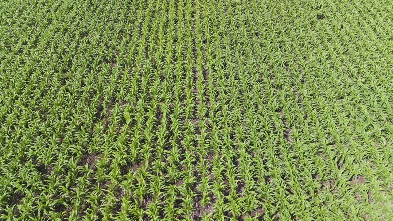 sobrevuelo de aviones no tripulados de campos de caña de azúcar y maíz
