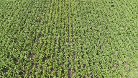 drone flyover of sugar cane and corn fields