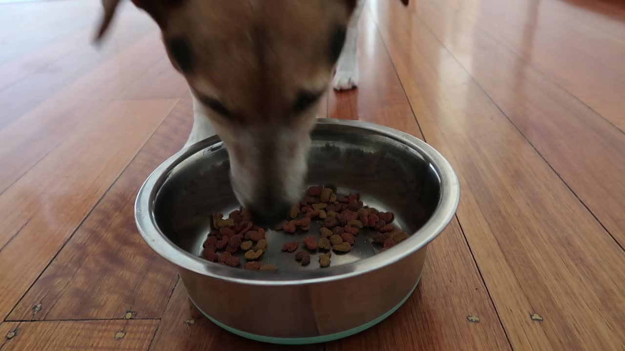 Jack Russell Hund frisst Trockenfutter aus einem Edelstahlnapf.