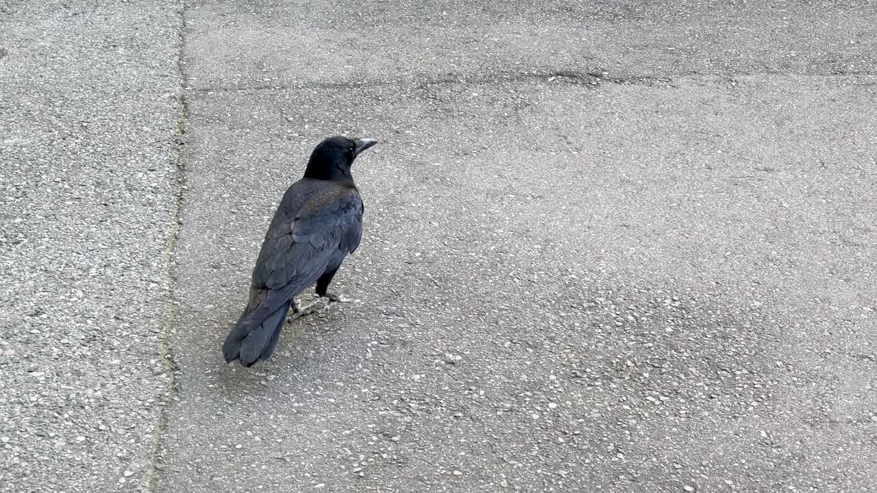 Un corvo nero cammina su pavimentazione in asfalto grigio di giorno in un ambiente urbano