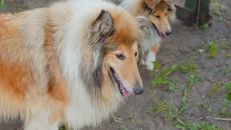 un par de perros collie ásperos al aire libre, vista de cerca
