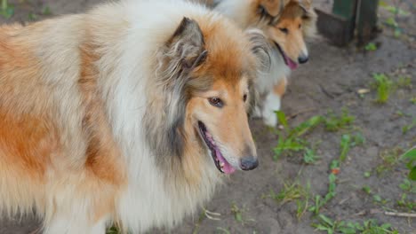 couple of rough collie dogs outdoors, close up view