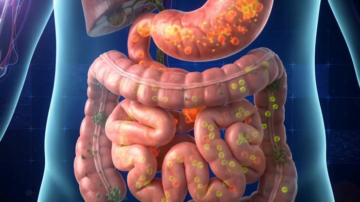 3D Medical Animation of Human Digestive System Process