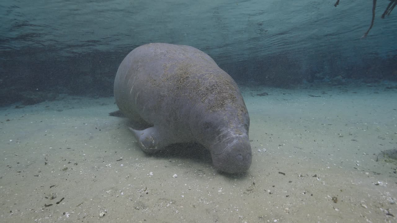 Manatee resting on the sandy bottom of a freshwater spring, accompanied by suckerfish beneath crystal clear water