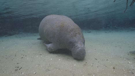manatee resting on the sandy bottom of a freshwater spring, accompanied by suckerfish beneath crystal clear water
