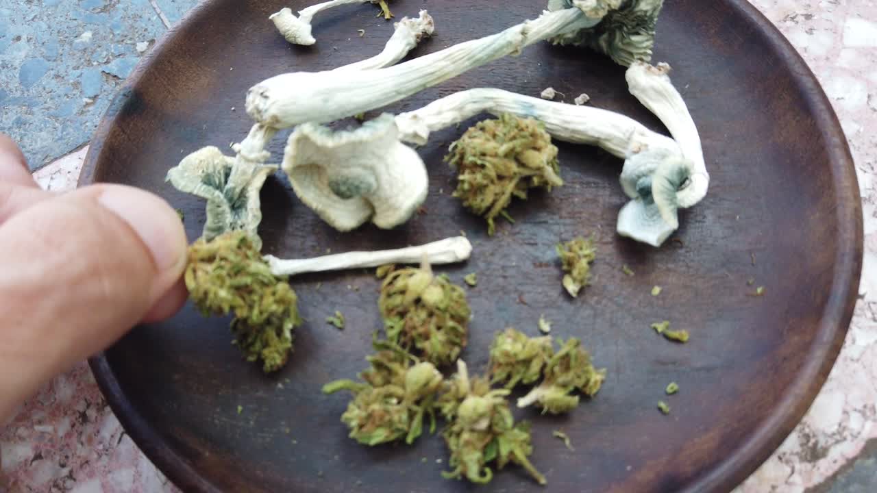 Hand grabs a cannabis flower together with Albino Thai psychedelic mushrooms