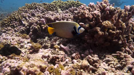 colorful emperor angelfish on a tropical coral reef at the atoll of fakarava, french polynesia